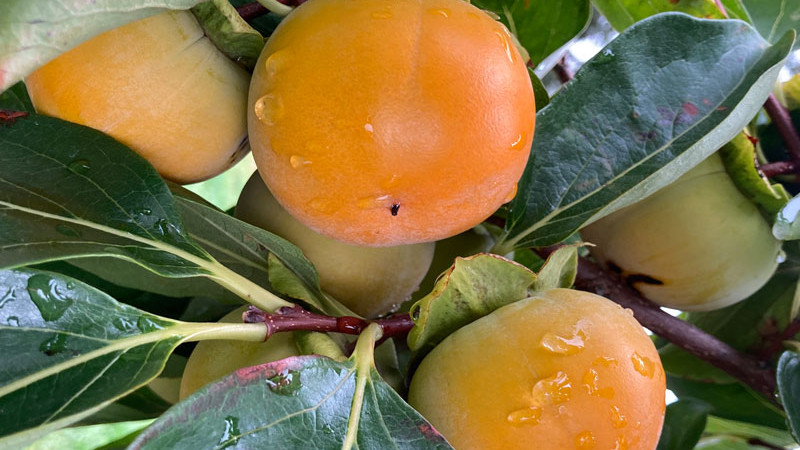 Sladká revolúcia v záhrade: Kaki, ktoré nemusí zmäknúť (2. diel)