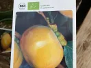 BIO Hurmi Kaki (Diospyros kaki) FUYU - Tutifruti SK