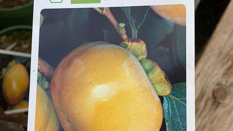 Mrazuvzdorné hurmi kaki (3.diel): Božij Dar, Dar Sofievky, Gora Goverla, Gora Rogers