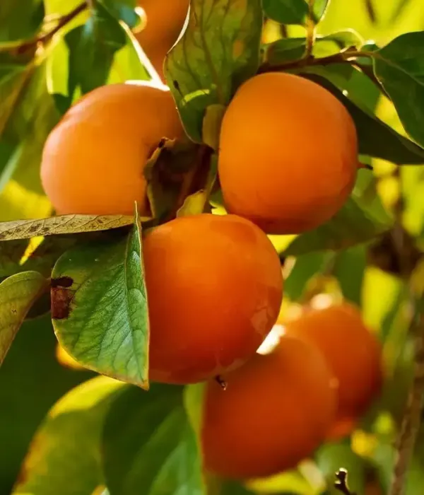 Hurmi Kaki (Diospyros kaki) HANA FUYU