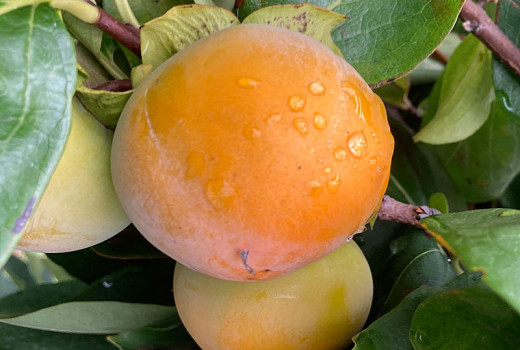 Ebenholzschätze (Diospyros kaki, Diospyros virginiana): Ein Leitfaden durch die Welt der Kaki und ihrer Verwandten (Teil 1)