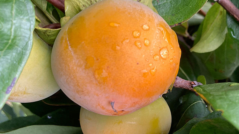 Ebenové poklady (Diospyros kaki, Diospyros virginiana): Sprievodca svetom hurmi kaki a jeho príbuzných (1. diel)