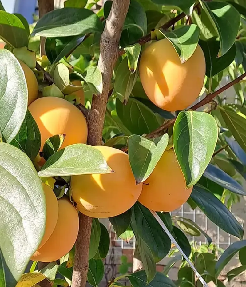 Hurmi Kaki (Diospyros kaki) ROJO BRILLANTE - Tutifruti, s.r.o.