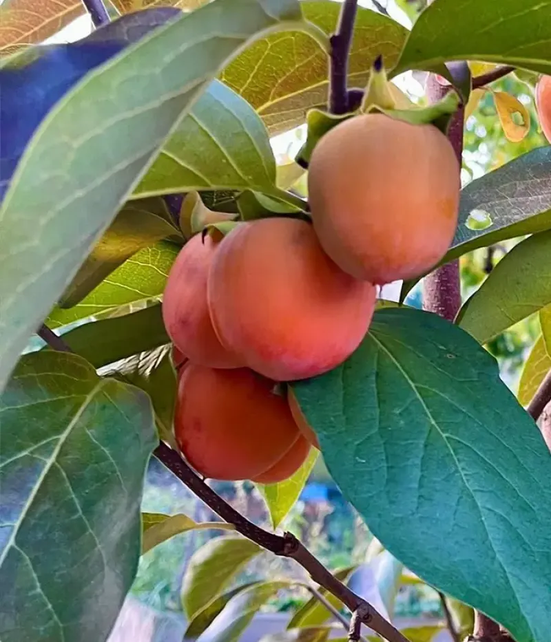 Hurmi Kaki (Diospyros kaki) ROJO BRILLANTE - Tutifruti, s.r.o.