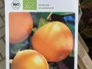 BIO Persimmon (Diospyros kaki) ROJO BRILLANTE - Tutifruti SK