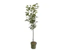 BIO Persimmon (Diospyros kaki) ROJO BRILLANTE - Tutifruti SK