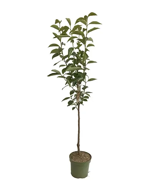 BIO Persimmon (Diospyros kaki) ROJO BRILLANTE - Tutifruti SK