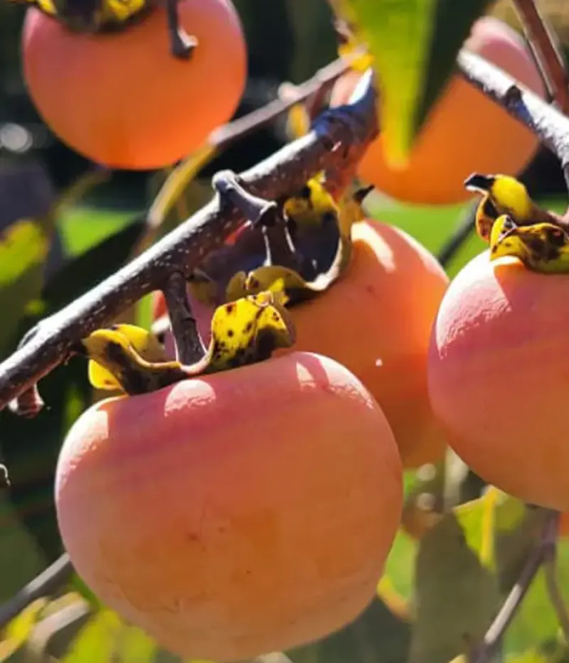 Hurmi Kaki (Diospyros kaki) SHINSHU - Tutifruti, s.r.o.