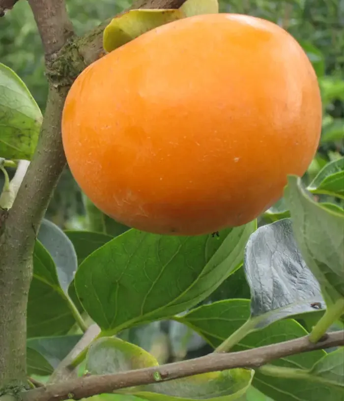 Hurmi Kaki (Diospyros kaki) TOKYO GOSHO - Tutifruti, s.r.o.