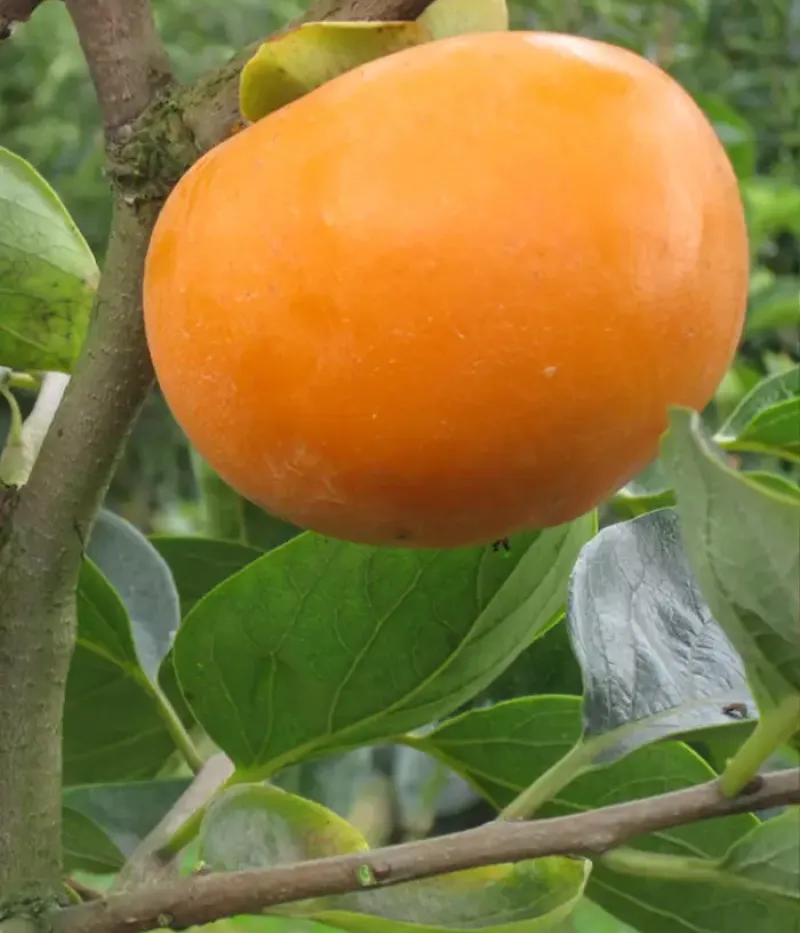 Hurmi Kaki (Diospyros kaki) TOKYO GOSHO - Tutifruti, s.r.o.