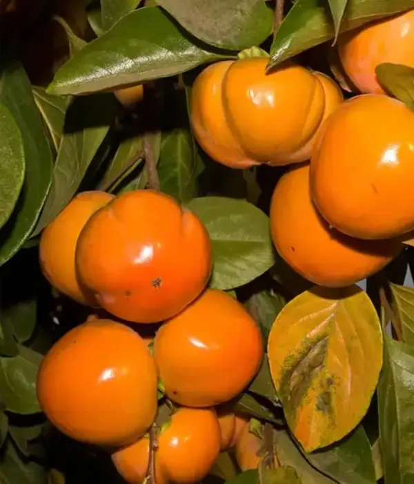 Hurmi Kaki (Diospyros kaki) KODAGOSHO