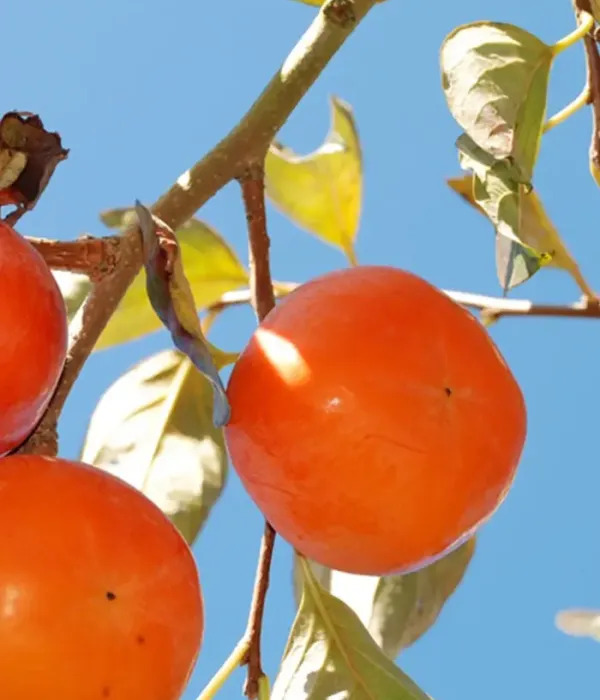 Hurmi Kaki (Diospyros kaki) TOMATERO