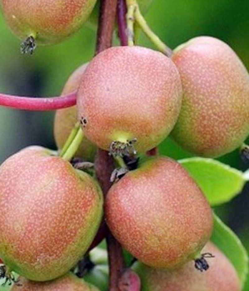 Kiwi (Actinidia arguta) DOMINO - Tutifruti SK