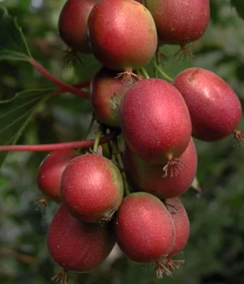 Kiwi (Actinidia arguta) KEN S RED - Tutifruti SK