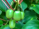 Kiwi (Actinidia arguta) KOKUWA - Tutifruti SK