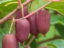 Kiwi (Actinidia arguta) PURPUROVA SADOVA - Tutifruti SK