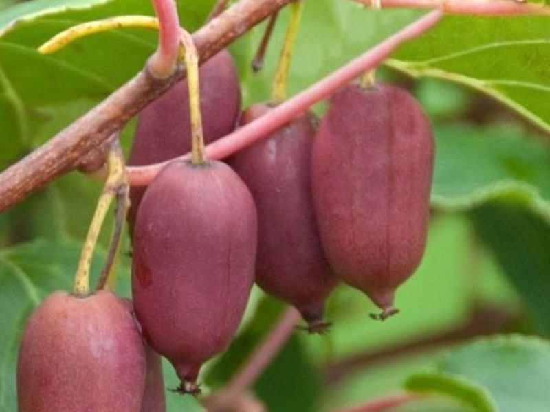 Kiwi (Actinidia arguta) PURPUROVA SADOVA