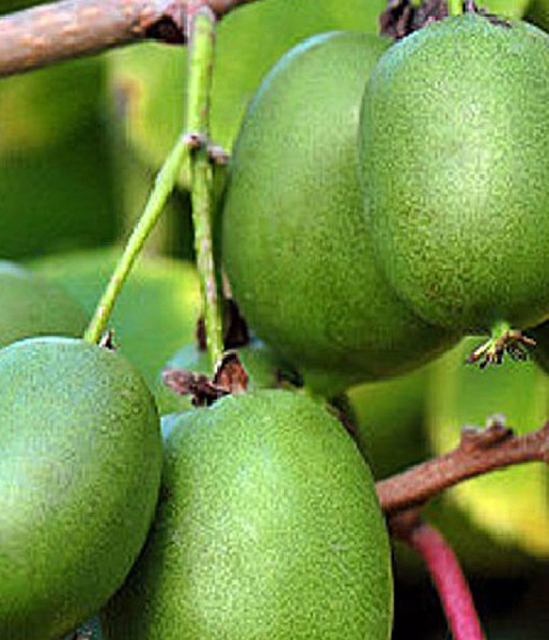 Kiwi (Actinidia arguta) ROGÓW - Tutifruti SK