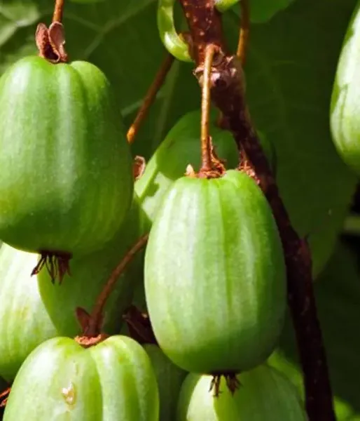 Kiwi (Actinidia kolomikta ) SENTYABRASKAYA