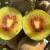 Actinidia chinensis