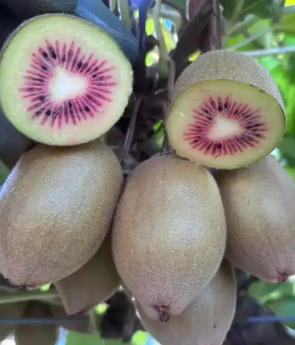 Kiwi (Actinidia chinensis) LUNA ROSSA®