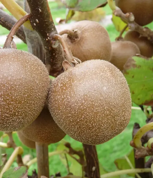 Kiwi (Actinidia chinensis) MINKI GOLD®