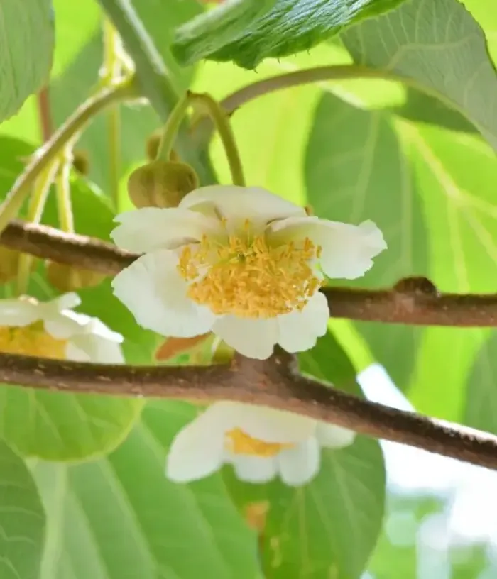 Kiwi (Actinidia chinensis) O SOLE MIO