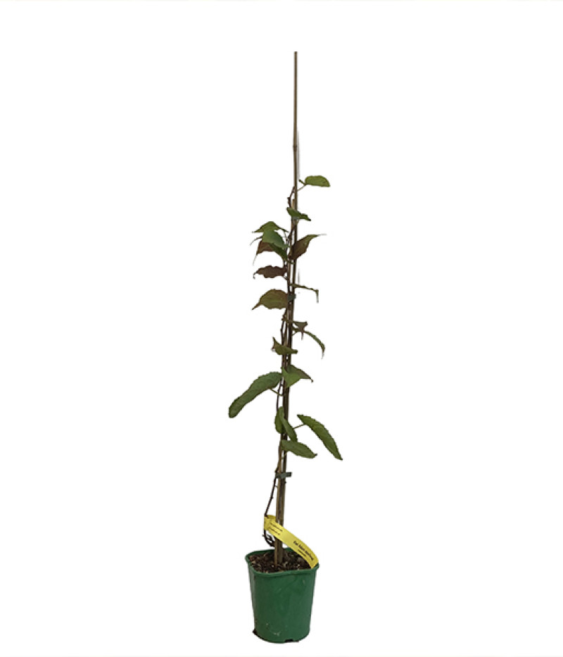 Kiwi - opeľovač pre Actinidia kolomikta ADAM - Tutifruti SK