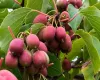 Aktinídie (Kiwi)