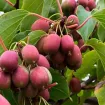 Aktinídie (Kiwi)