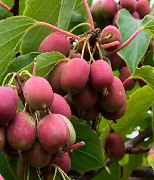 Kiwi (Actinidia arguta) ANANASNAYA