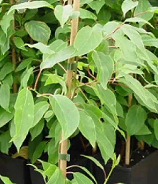 Kiwi Befruchter Actinidia arguta WEIKI M