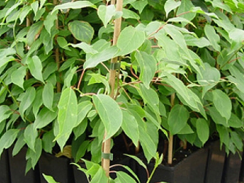 Kiwi opeľovač (Actinidia arguta) WEIKI M