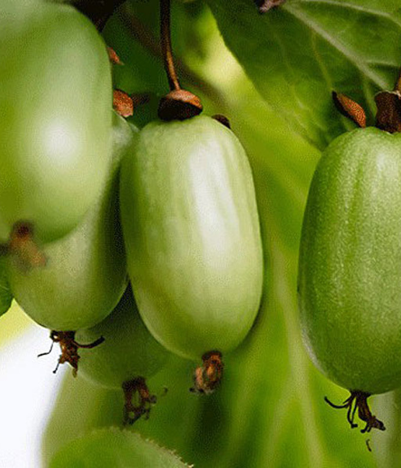 Kiwi (Actinidia kolomikta ) DR. SZYMANOWSKI - Tutifruti SK