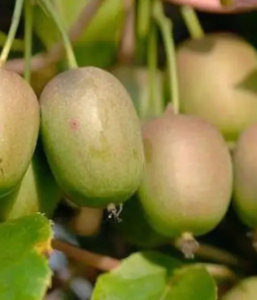 Kiwi (Actinidia arguta) GENEVA