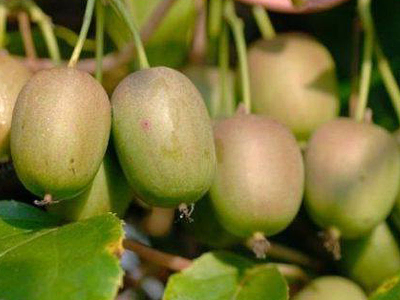 Kiwi (Actinidia arguta) GENEVA