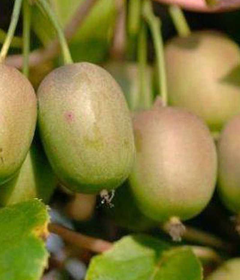 Kiwi (Actinidia arguta) GENEVA - Tutifruti SK