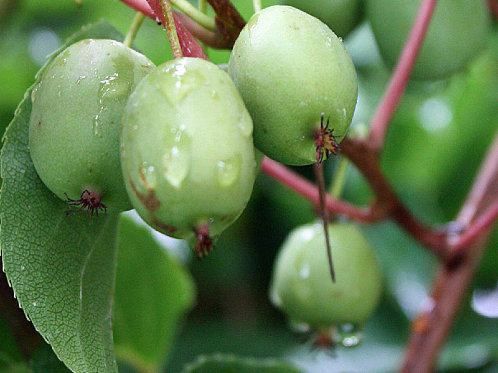 Kiwi Issai (A. Arguta)