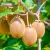 Actinidia deliciosa