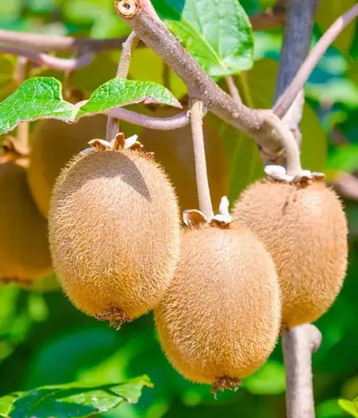 BIO Kiwi (actinidia deliciosa) Duo Jenny & Tomuri 