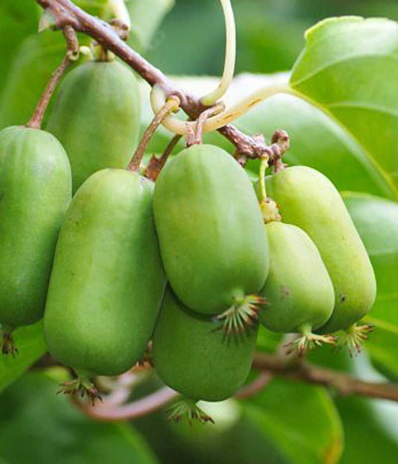 Kiwi (Actinidia arguta) JUMBO® - Tutifruti SK