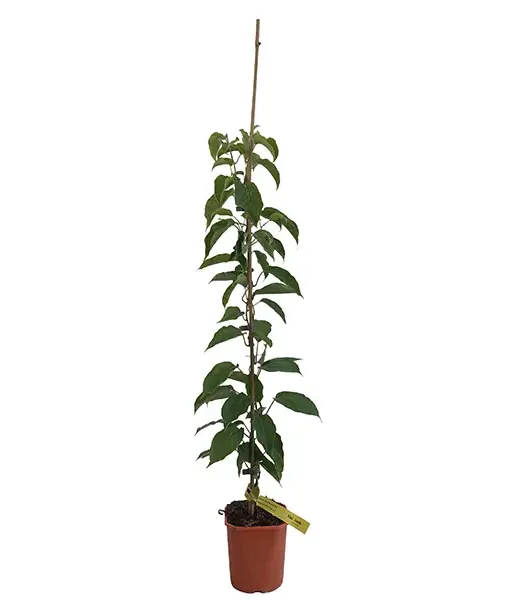 Kiwi (Actinidia arguta) JUMBO®