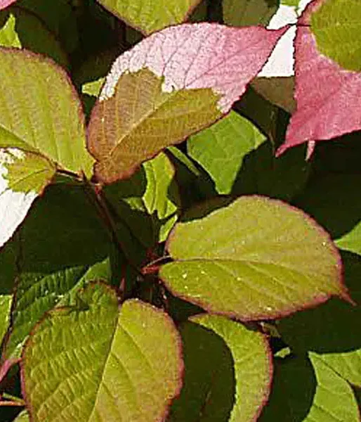 Kiwi - opeľovač pre Actinidia kolomikta ADAM