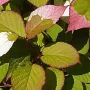 Kiwi pollinator Actinidia kolomikta ADAM