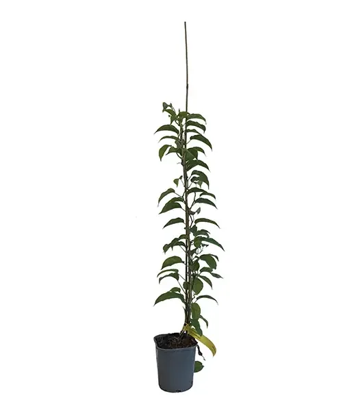Kiwi (Actinidia arguta) KOKUWA
