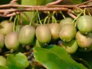 Kiwi (Actinidia arguta) LUCY - Tutifruti SK