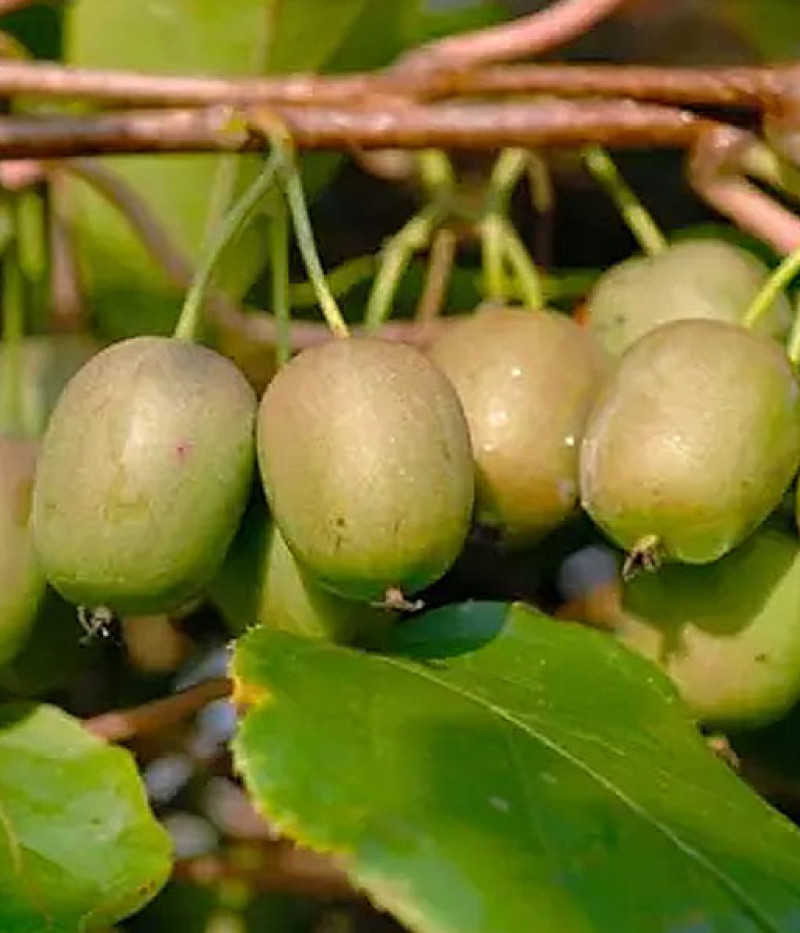 Kiwi (Actinidia arguta) LUCY - Tutifruti SK
