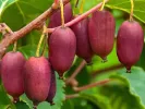 Kiwi (Actinidia arguta) SCARLET SEPTEMBER / MIRZAN - Tutifruti SK
