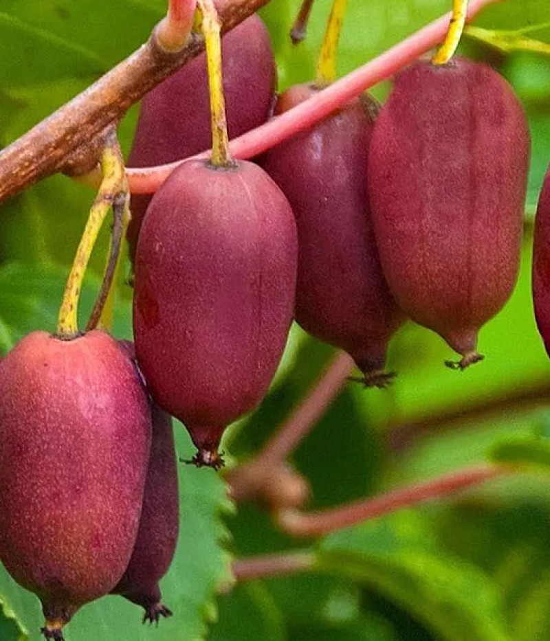 Kiwi (Actinidia arguta) SCARLET SEPTEMBER / MIRZAN - Tutifruti SK