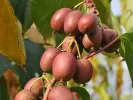 Kiwi (Actinidia arguta) WEIKI F - Tutifruti SK